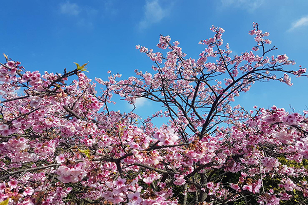 平菁街櫻花盛開 (圖／臺北市政府工務局大地工程處)