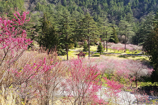 武陵櫻花花況