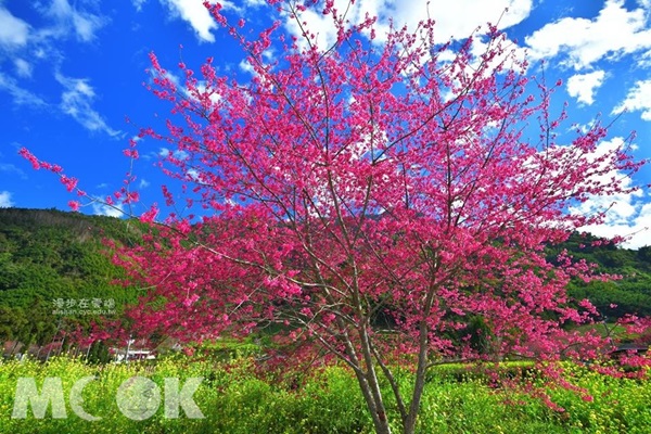 草坪頭的櫻花與油菜花互相呼應，顏色鮮豔美不勝收（圖片提供／漫步在雲端）