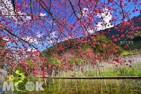草坪頭的緋寒櫻配上水池中的倒影與粉嫩凋落的櫻花花瓣，既浪漫又詩情畫意（圖片提供／漫步在雲端）
