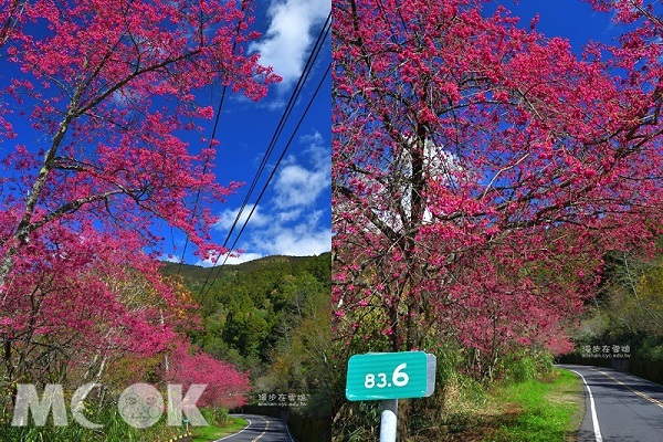 台18線阿里山公路83.6K的山櫻花緋寒櫻盛開，沿路上被粉嫩櫻花包圍，十分浪漫（圖片提供／漫步在雲端）