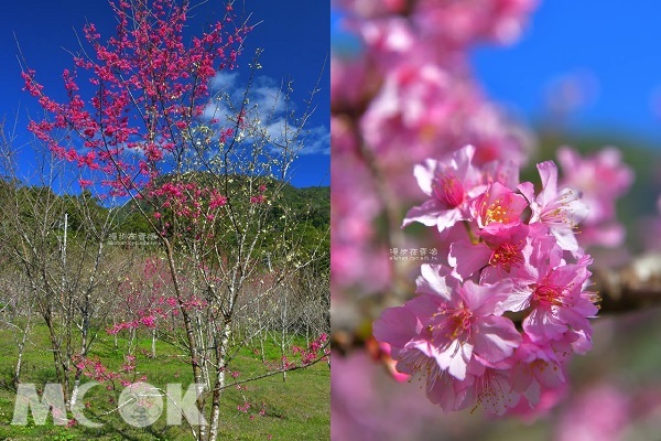 迷糊步道紅白櫻花同株（左）及阿里山鄉公所的河津櫻（右）（圖片提供／漫步在雲端）
