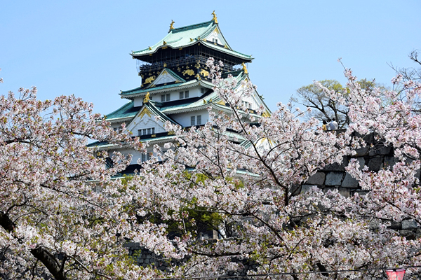 大阪城公園是大阪著名的賞櫻景點，運氣好還可以看到天守閣被櫻花包圍的夢幻景致 (圖／写真AC)