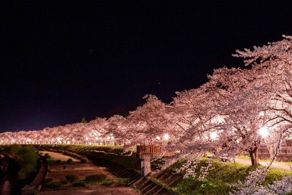 角館檜木內川夜櫻