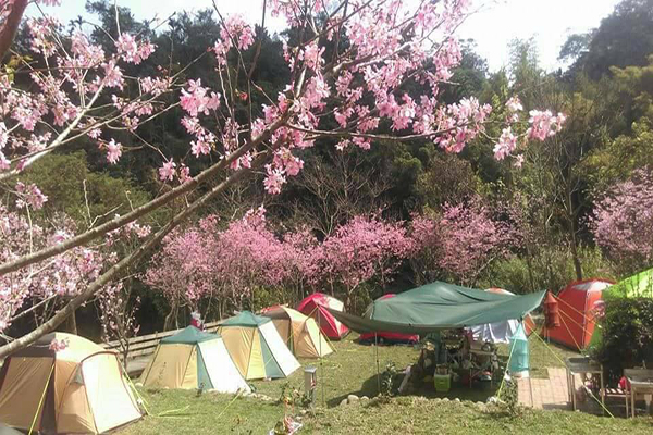 位在協中街的櫻花鳥森林 (圖／櫻花鳥森林)