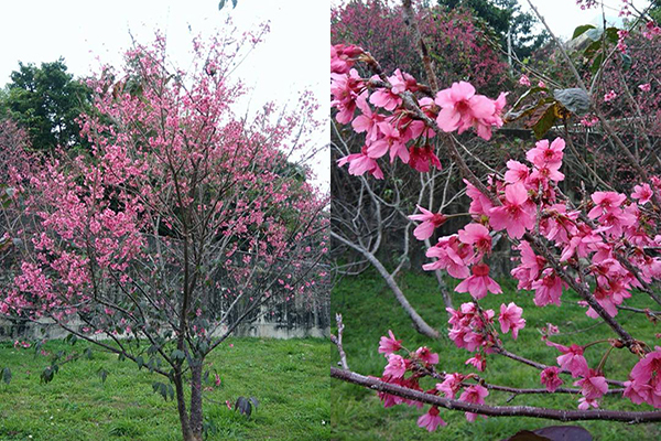 新社花海櫻花 (圖／新社花海)