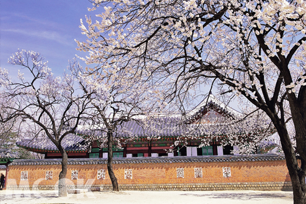 首爾許多區域都會舉辦盛大的櫻花祭活動 (圖片提供／韓國觀光公社)