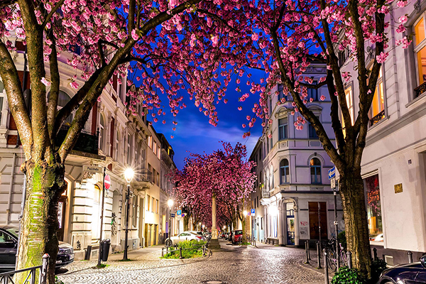 波昂的櫻花夜景 (圖／bonn-region.de)