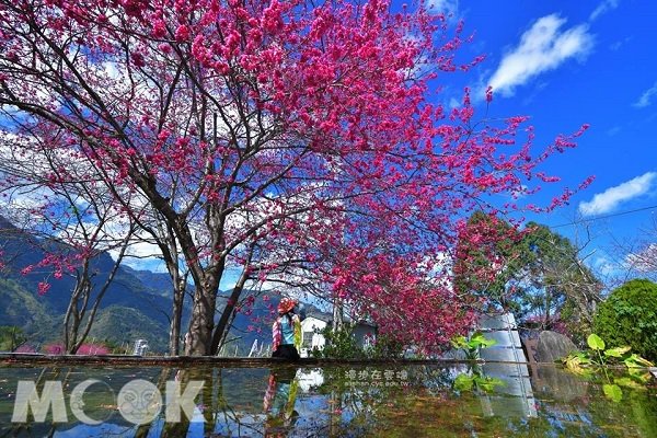 草坪頭的緋寒櫻美景美不勝收，是許多遊客年年造訪的賞櫻勝地。（圖片提供／漫步在雲端）