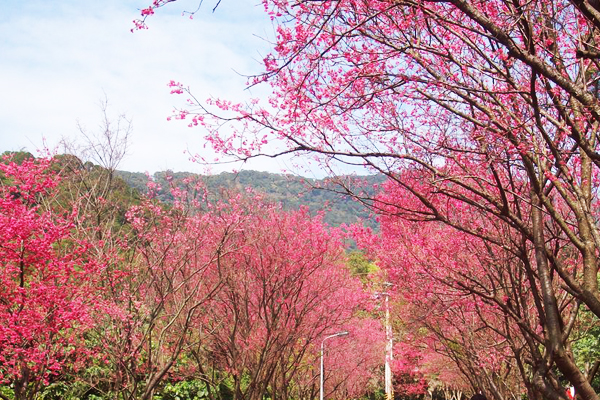 走步道賞櫻花，開運祈福迎新春。(圖／台北市政府，以下同)