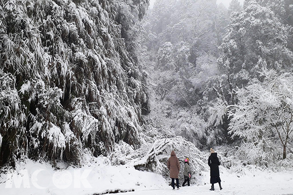 太平山雪景 (圖片提供／molly888666)