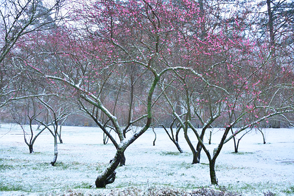 武陵農場雪景 (圖／武陵農場 Wuling Farm)