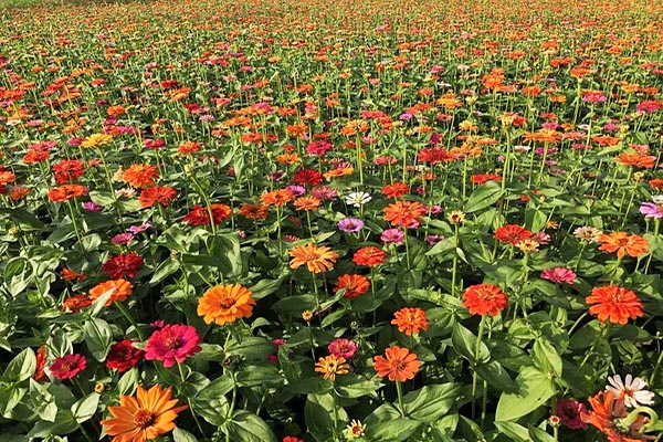 今年花色以金黃色的向日葵為主，並搭配波斯菊、百日草等