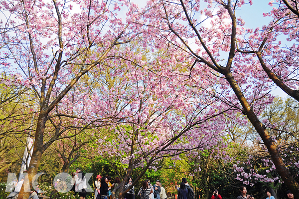 陽明山花季賞花好去處  五大浪漫櫻花景點