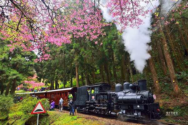 櫻花鐵道全台唯一  阿里山五大賞櫻景點