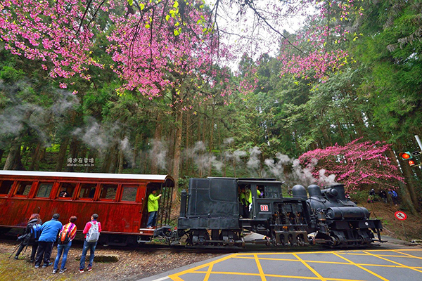 搭乘蒸汽火車欣賞鐵道櫻花之美