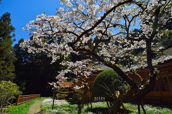 阿里山賓館櫻花
