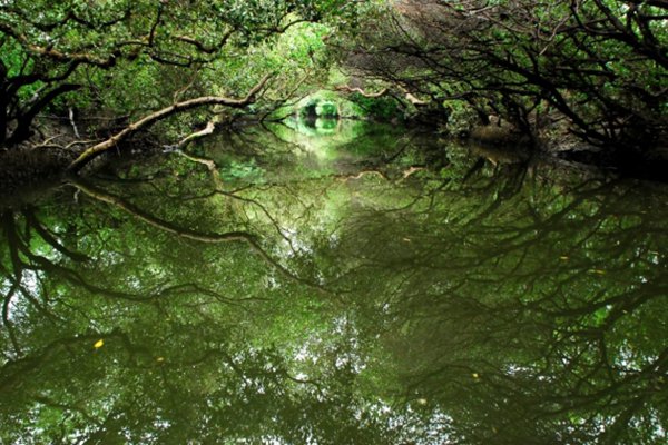 四草綠隧道宛如亞馬遜叢林 (圖片來源／台江國家公園)