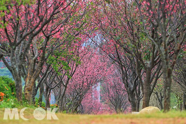 苗栗銅鑼環保公園的櫻花隧道 (圖片提供／楊予馨)