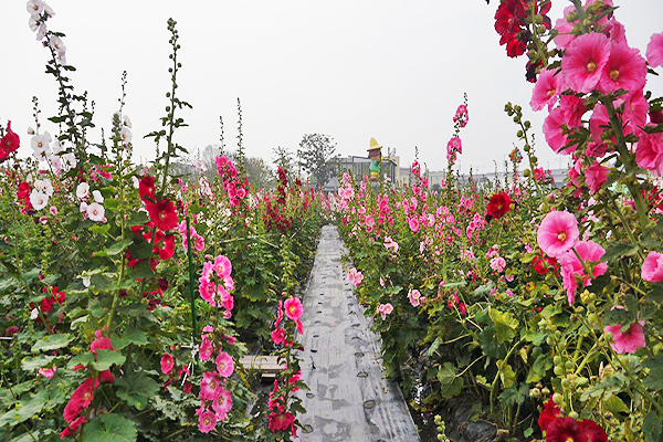 氣派十足的田花蜀葵花海 (圖／田中窯陶坊)