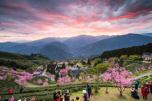 粉紅花海賞日落  仙境農場櫻花季開跑