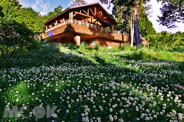 夏見小雛菊鋪開綠毯在高山植物園。