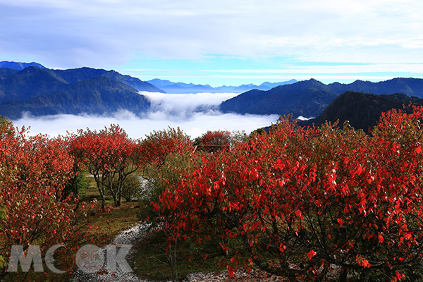 秋賞小笠原山紅榨槭火紅。（圖／嘉義林區管理處，以下同）