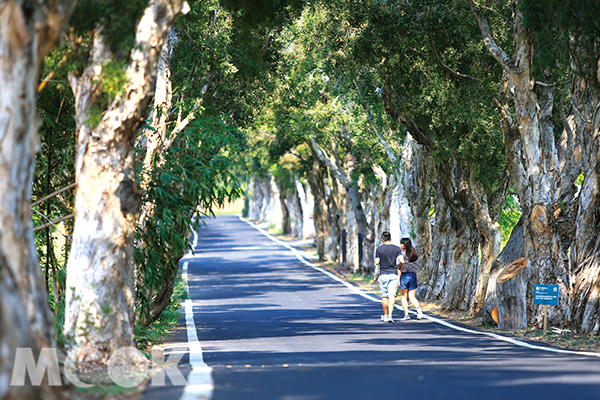 白千層林道。