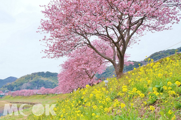 河邊賞櫻。