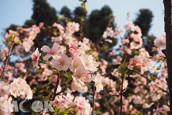 大漁櫻3月初盛開，遊客搶著拍下櫻花美麗的身影 (圖片提供／雪麗兒)