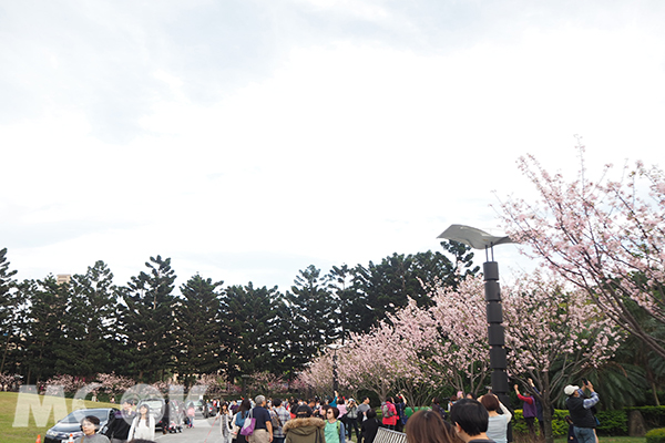 中正紀念堂整排大漁櫻與修善寺櫻花盛放時分整片粉色，十分美麗。 (圖片提供／雪麗兒)