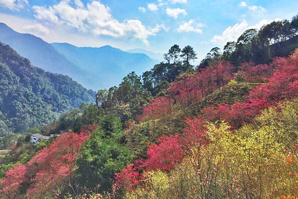 上千株櫻花覆蓋山林  賞櫻必訪花海咖啡館