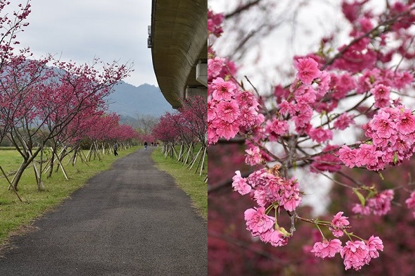 竹東頭前溪河濱生態公園配合「竹東春櫻花海節」活動，多株櫻花樹盛開，不僅打造出迷人的櫻花廊道，更有壯麗的粉紅花海美不勝收。（圖／竹東春櫻花海節，以下同）