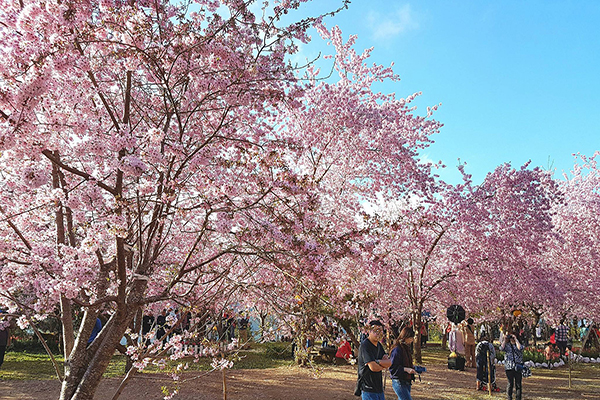 拉拉山恩愛農場櫻花季花期約到3月15至25日