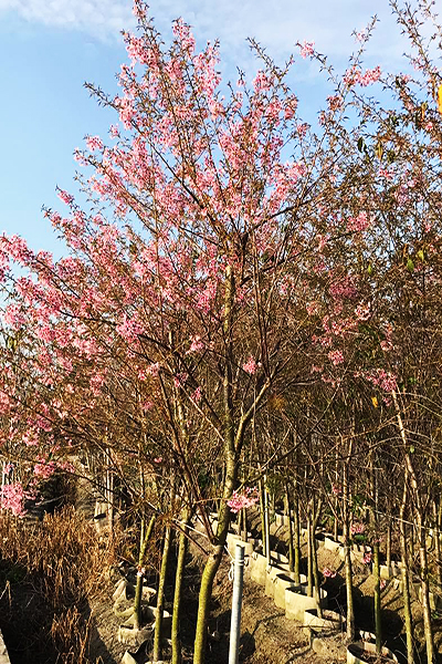 園區常有櫻花新品種可欣賞