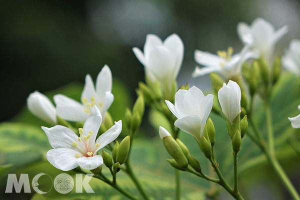 谷關的桐花。