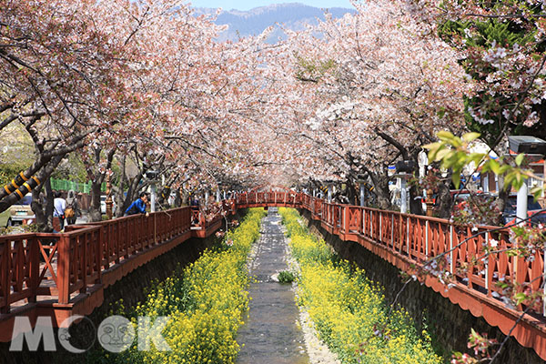 春天，韓國，賞花，旅遊，賞櫻