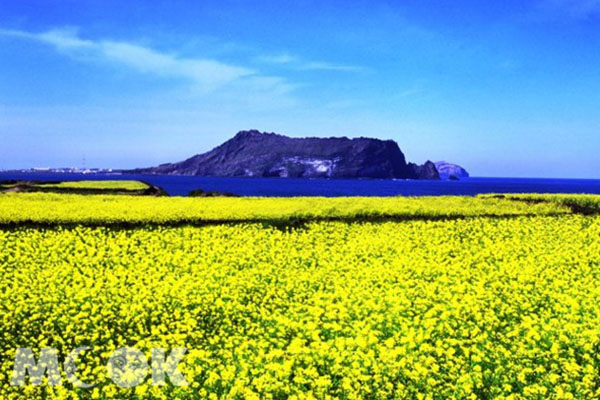 濟州島春天的大片油菜花海是許多觀光客春天造訪濟州島的主要景點。( 圖／濟州駐台觀光推廣辦事處)