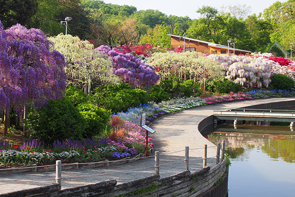 足利花卉公園 (圖／あしかがフラワーパーク/Ashikaga Flower Park)