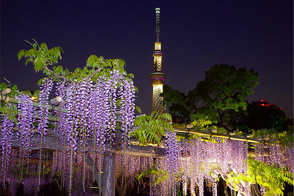 東京除了賞櫻，到了四月下旬更有紫藤花能夠欣賞 (圖／ponta1)