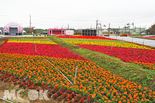 2018桃園彩色海芋季也有其他繽紛花海 (圖片提供／桃園市政府)