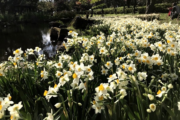 陽明公園的湖山綠地有一片近8000株香氣迷人的水仙花海爆發綻放，與大片綠色草地互相呼應，形成壯麗迷人的景色令人陶醉（圖／台北市政府工務局公園處）