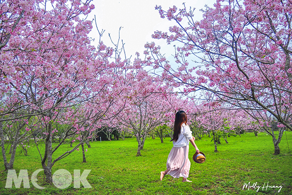 新社月湖莊園種植上百株櫻花樹 (圖片提供／molly888666)