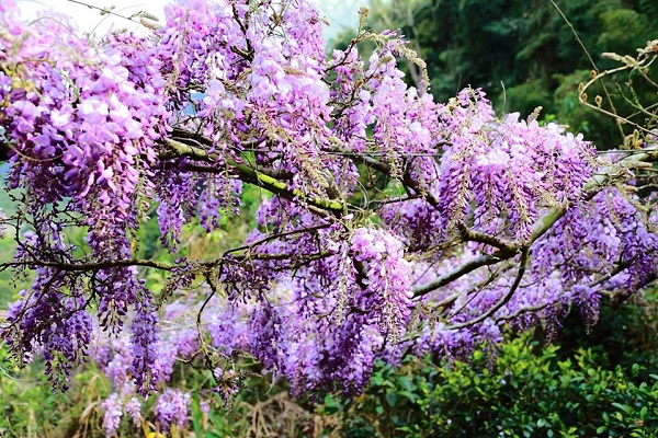 嘉義瑞里特色紫藤花綻放，大片紫藤花海令人著迷（圖／雲鄉瑞里，以下同）