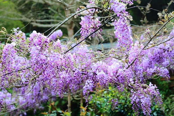 今年瑞里村更是舉辦紫藤花季，配合周邊景點一同舉行，多處賞花地點也讓大家可以安排一趟賞花之旅。