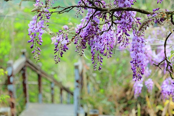 紫藤花如流蘇般垂落而下，紫色的花綻放讓人感受浪漫逼人。