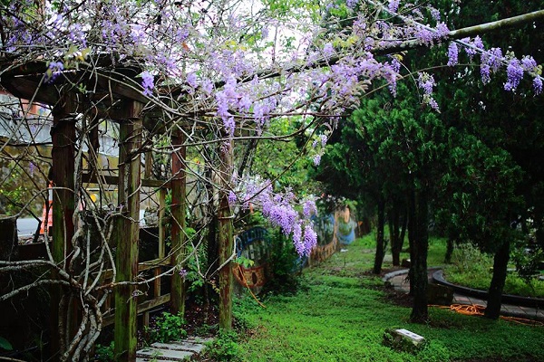 當地公布了17處賞花景點，目前多處景點開花約四成，大家可沿166縣道，一邊遊玩一邊欣賞紫藤花的紫色浪漫。