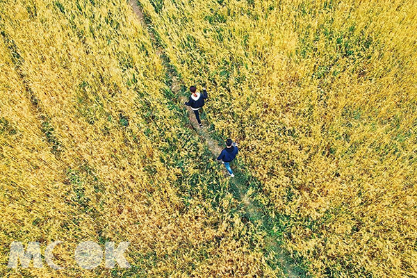 漫步在金黃的稻田中，彷彿置身在浪漫的偶像劇場景 (圖片提供／sunny__roger)