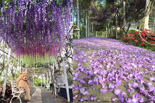 廊道內紫藤花的紫色花朵如雨般落下，形成另類花毯。