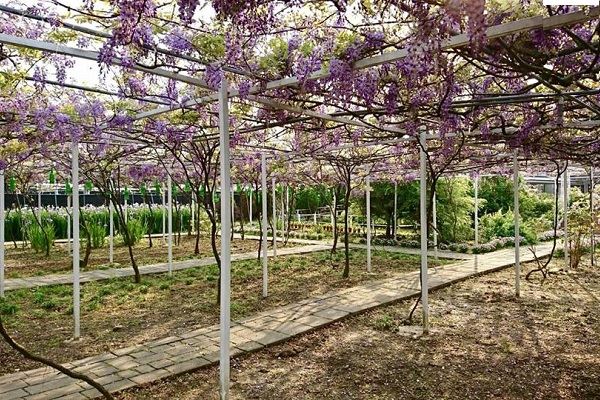 除了紫藤花外，紫藤咖啡園內還種植了多樣不同品種花卉，如玫瑰花、天使花、紫鳶花等都可在園區內欣賞得到。